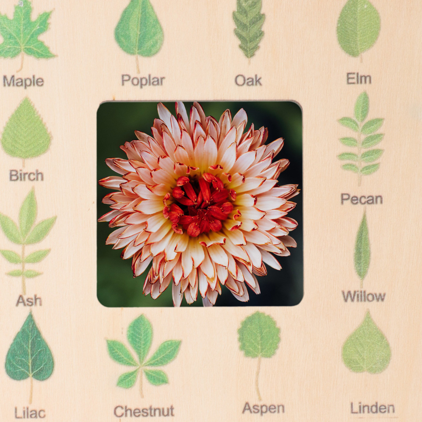 Kids Outdoor Tools - Nature Guide Finder Wooden Cloud Viewer